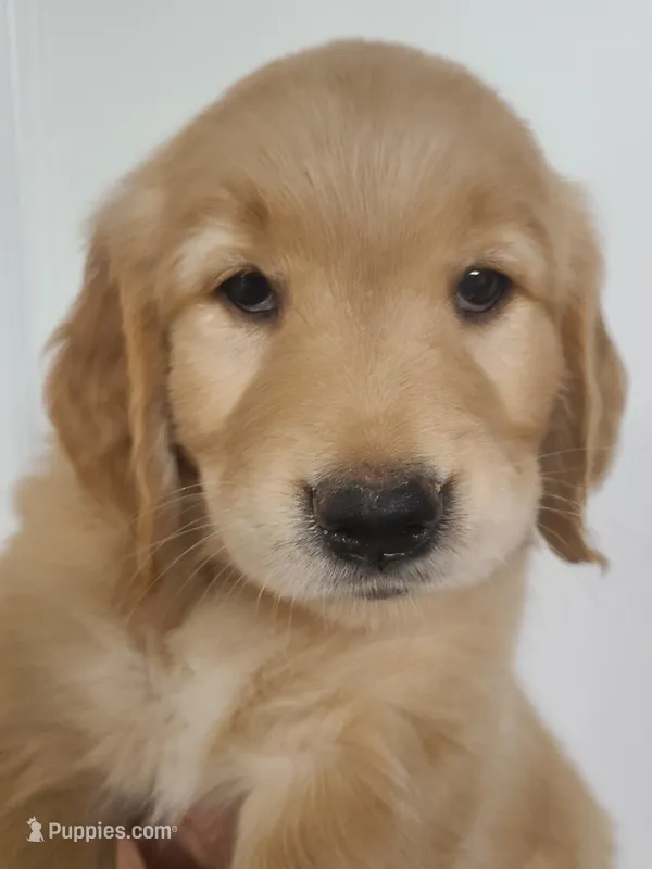 Ruby - AKC Golden Retriever  – Golden Retriever puppy for sale in San Luis Obispo, CA