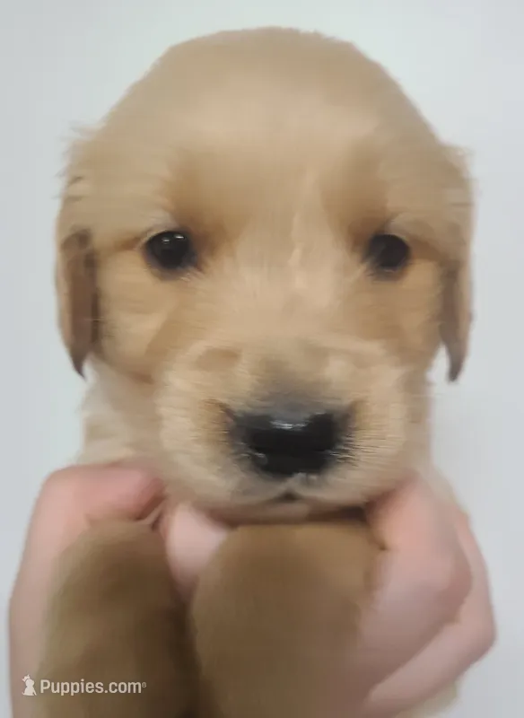 Bobby - AKC Golden Retriever  – Golden Retriever puppy for sale in San Luis Obispo, CA