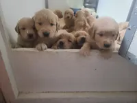 Ginger - AKC Golden Retriever , a female Golden Retriever for sale in San Luis Obispo, CA – 3 of 8