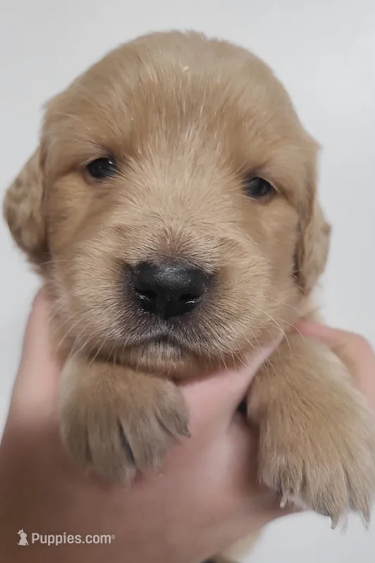 Ruby - AKC Golden Retriever  – Golden Retriever puppy for sale in San Luis Obispo, CA