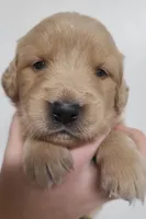 Ruby - AKC Golden Retriever , a female Golden Retriever for sale in San Luis Obispo, CA – 1 of 6