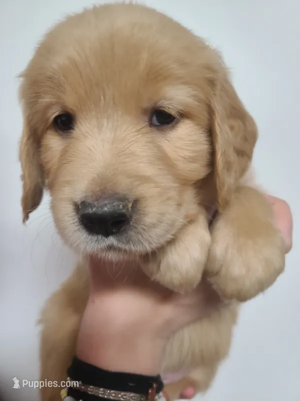 Ruby - AKC Golden Retriever  – Golden Retriever puppy for sale in San Luis Obispo, CA