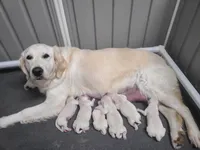 AKC English Cream pup #4, a female English Cream Golden Retriever for sale in San Luis Obispo, CA – 3 of 8