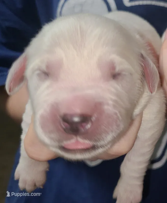 AKC English Cream pup #5 – English Cream Golden Retriever puppy for sale in San Luis Obispo, CA