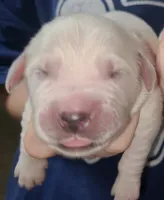 AKC English Cream pup #5, a female English Cream Golden Retriever for sale in San Luis Obispo, CA – 1 of 9