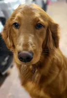 Tanner - AKC Golden Retriever , a male Golden Retriever for sale in San Luis Obispo, CA – 3 of 6