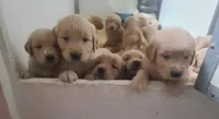 Blake - AKC Golden Retriever , a male Golden Retriever for sale in San Luis Obispo, CA – 2 of 7