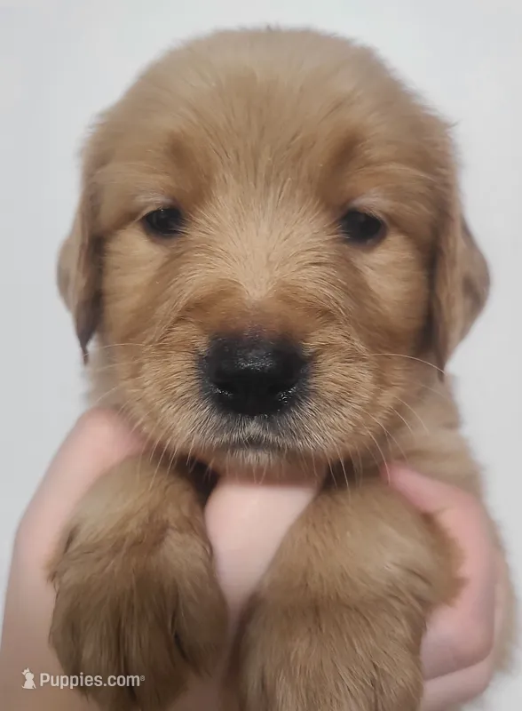 Tulip - AKC Golden Retriever  – Golden Retriever puppy for sale in San Luis Obispo, CA