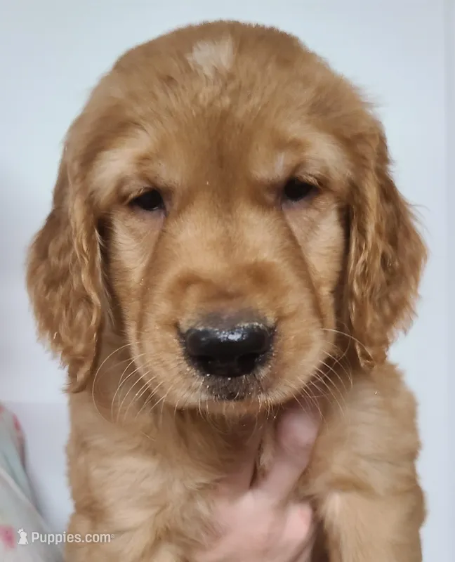 Grant – Golden Retriever puppy for sale in San Luis Obispo, CA