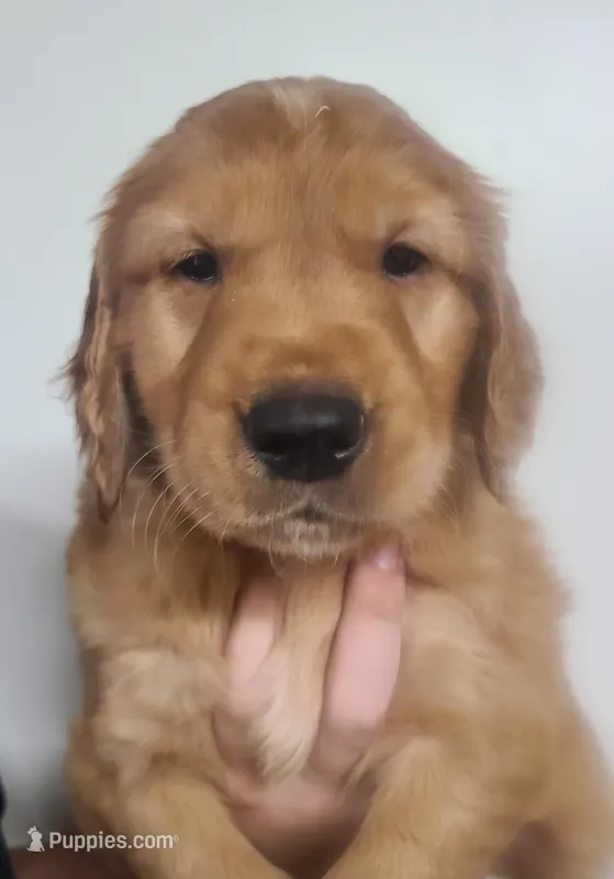 Grant – Golden Retriever puppy for sale in San Luis Obispo, CA