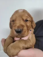 Grant, a male Golden Retriever for sale in San Luis Obispo, CA – Photo 1 of 6