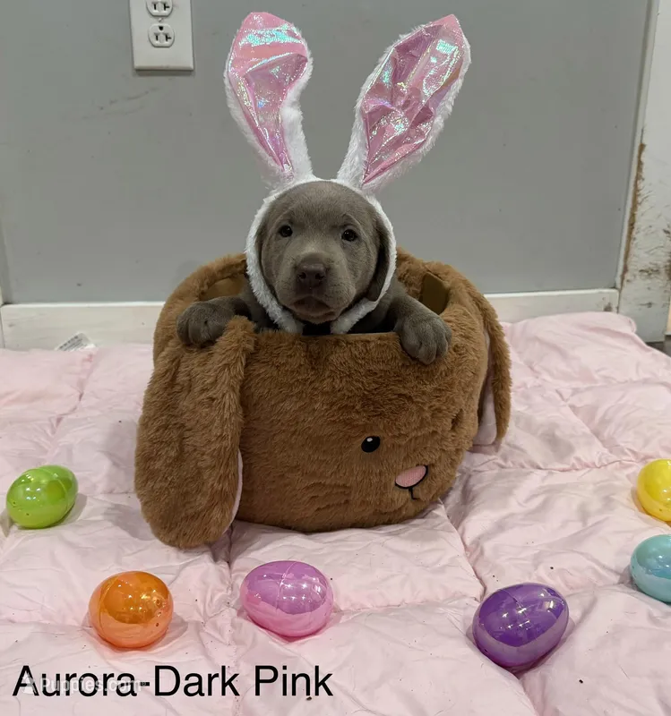 Aurora  – Labrador Retriever puppy for sale in Delevan, NY
