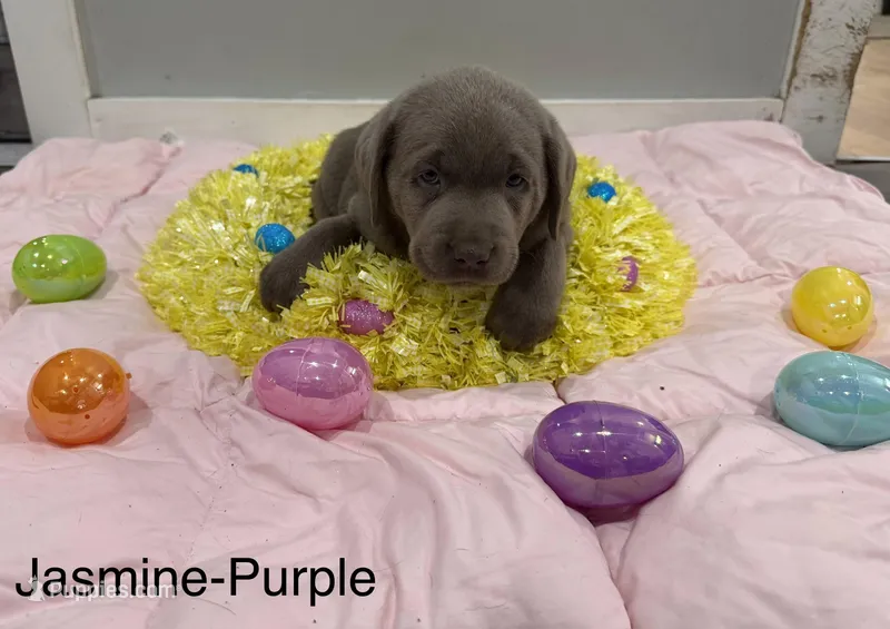 Jasmine  – Labrador Retriever puppy for sale in Delevan, NY