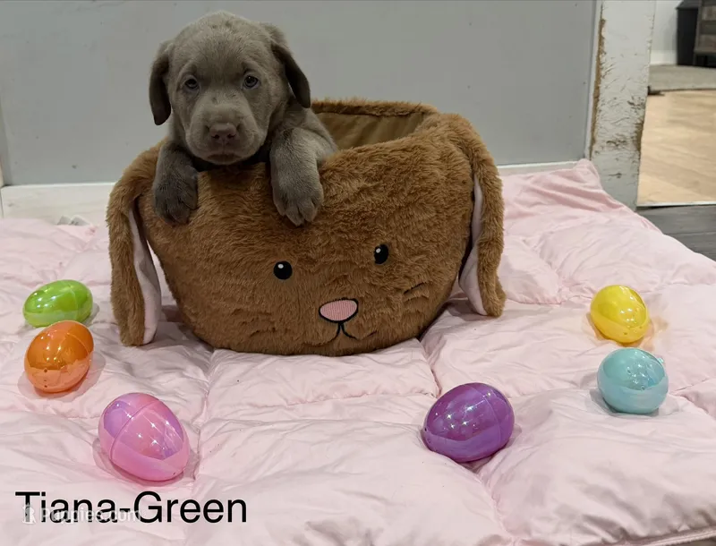 Tiana – Labrador Retriever puppy for sale in Delevan, NY