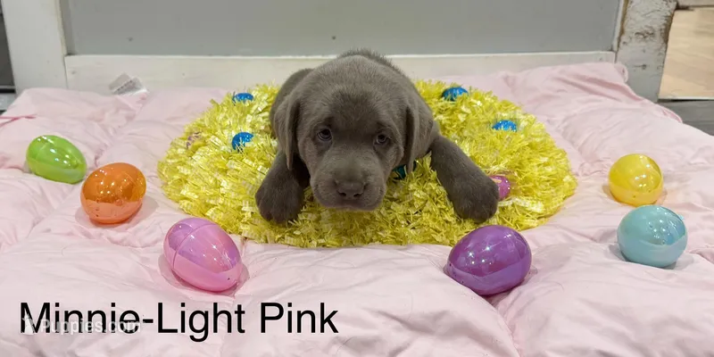 Minnie  – Labrador Retriever puppy for sale in Delevan, NY