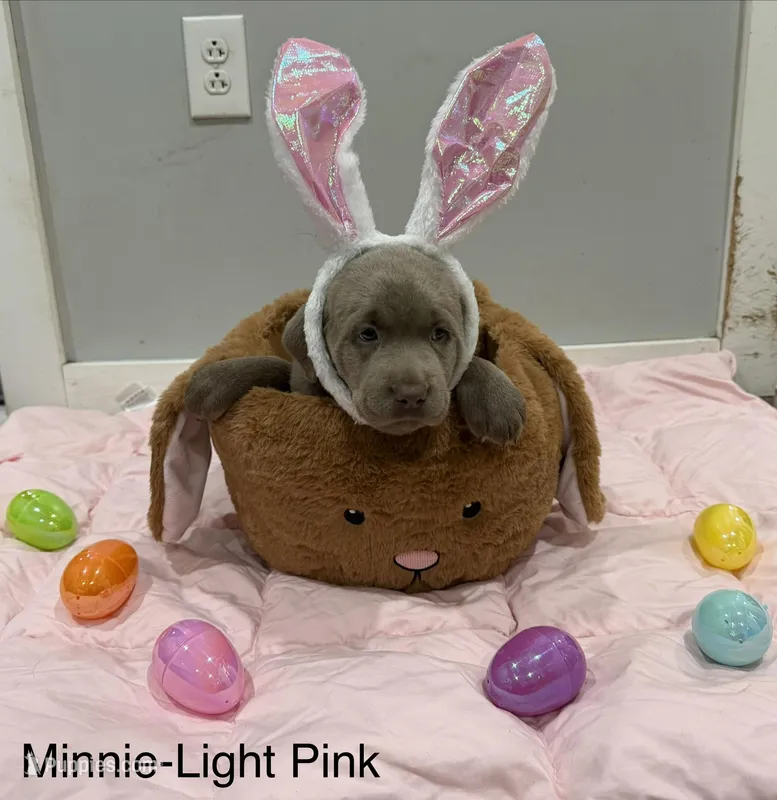 Minnie, a female Labrador Retriever for sale in Delevan, NY – Photo 1 of 1