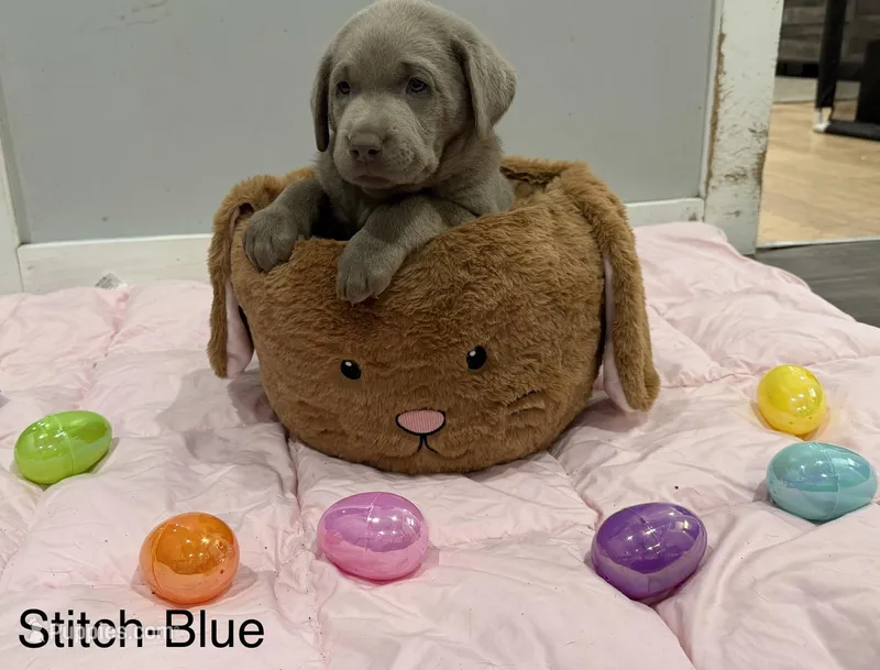 Stitch  – Labrador Retriever puppy for sale in Delevan, NY