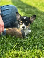 Daphne, a female Pembroke Welsh Corgi for sale in Richmond, MI – Photo 2 of 5