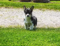 Daphne, a female Pembroke Welsh Corgi for sale in Richmond, MI – Photo 1 of 5