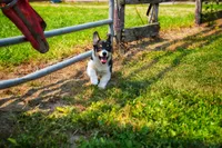 Daphne, a female Pembroke Welsh Corgi for sale in Richmond, MI – Photo 5 of 5