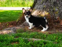 Daphne, a female Pembroke Welsh Corgi for sale in Richmond, MI – Photo 3 of 5