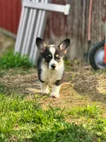 Velma, a female Pembroke Welsh Corgi for sale in Richmond, MI – Photo 3 of 5