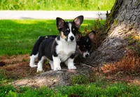 Velma, a female Pembroke Welsh Corgi for sale in Richmond, MI – Photo 2 of 5