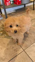 Abby, a female Miniature Goldendoodle for sale in Elgin, IL – Photo 3 of 4