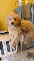 Abby, a female Miniature Goldendoodle for sale in Elgin, IL – Photo 1 of 4