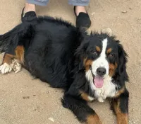Poppy, a female Bernedoodle for sale in Phelan, CA – 8 of 9