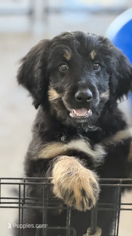 Poppy – Bernedoodle puppy for sale in Phelan, CA