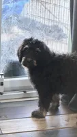 Poppy, a female Bernedoodle for sale in Phelan, CA – 3 of 9