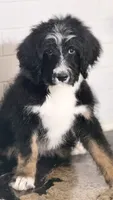 Bailey, a female Bernedoodle for sale in Phelan, CA – 4 of 7