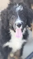 Bailey, a female Bernedoodle for sale in Phelan, CA – 3 of 7