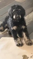 Poppy, a female Bernedoodle for sale in Phelan, CA – 2 of 9