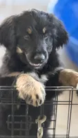 Poppy, a female Bernedoodle for sale in Phelan, CA – 4 of 9