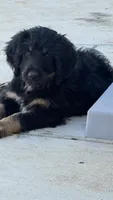 Poppy, a female Bernedoodle for sale in Phelan, CA – 7 of 9
