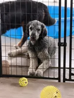 Poppy, a female Bernedoodle for sale in Phelan, CA – 9 of 9