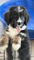 Bailey, a female Bernedoodle for sale in Phelan, CA – 5 of 7