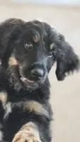 Poppy, a female Bernedoodle for sale in Phelan, CA – 5 of 9