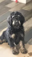 Poppy, a female Bernedoodle for sale in Phelan, CA – 6 of 9