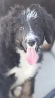 Bailey, a female Bernedoodle for sale in Phelan, CA – 2 of 7