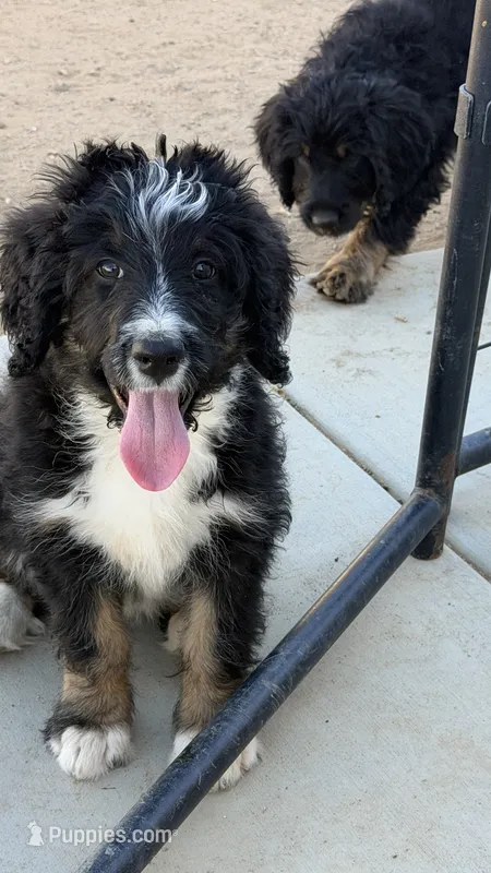 Bailey – Bernedoodle puppy for sale in Phelan, CA