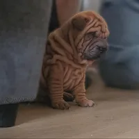 Rusty, a male Chinese Shar-Pei for sale in Bakersfield, CA – Photo 3 of 7