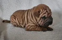 Rusty, a male Chinese Shar-Pei for sale in Bakersfield, CA – Photo 3 of 5