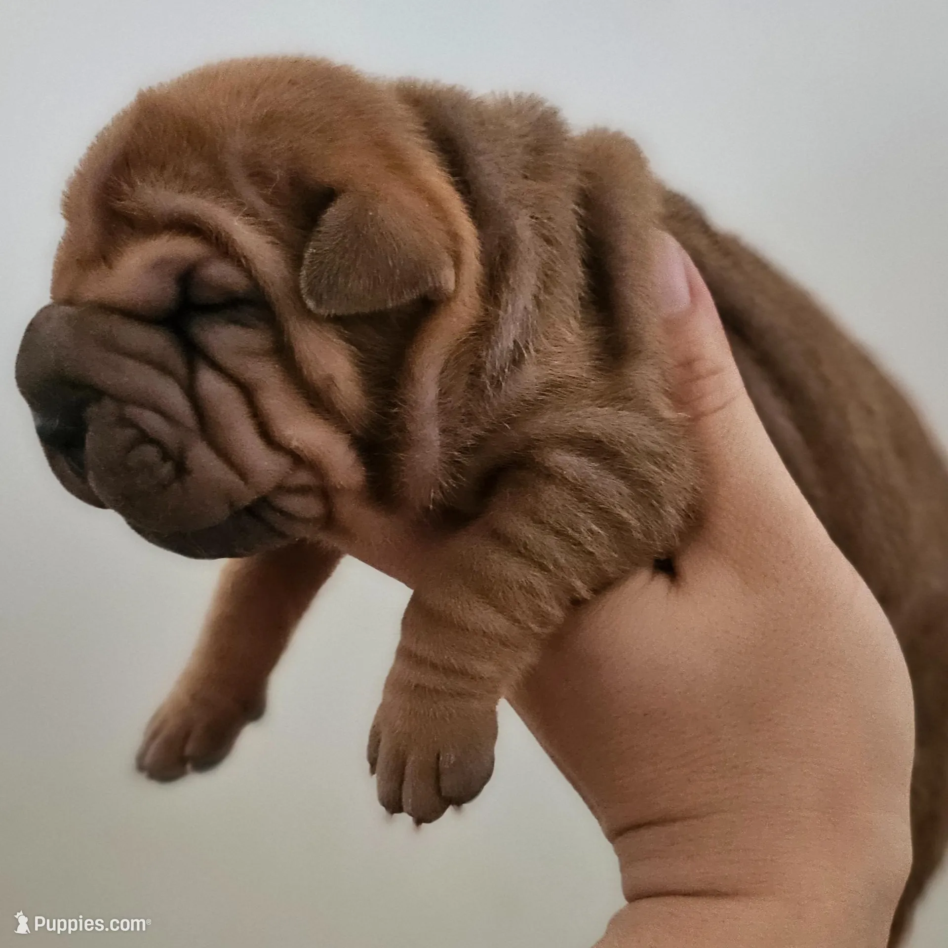 Rusty, a male Chinese Shar-Pei for sale in Bakersfield, CA – Photo 2 of 5