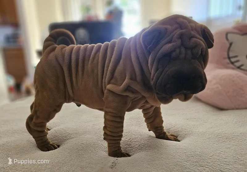 Rusty – Chinese Shar-Pei puppy for sale in Bakersfield, CA