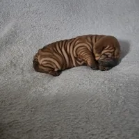 Rusty, a male Chinese Shar-Pei for sale in Bakersfield, CA – Photo 7 of 7