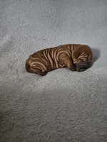 Rusty, a male Chinese Shar-Pei for sale in Bakersfield, CA – Photo 4 of 5