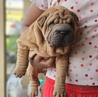 Rusty, a male Chinese Shar-Pei for sale in Bakersfield, CA – Photo 1 of 7